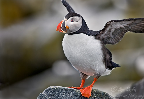 020 Atlantic Puffin - Canada
