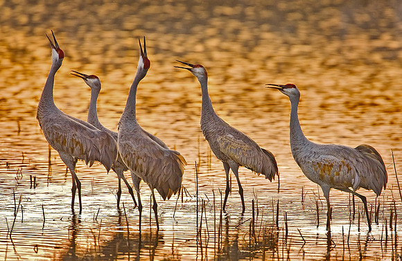 022 Sandhill Cranes - NM