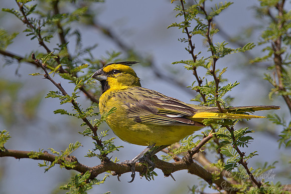 091 Yellow Cardinal (Gubernatrix cristata) - Ibera Wetlands Argentina