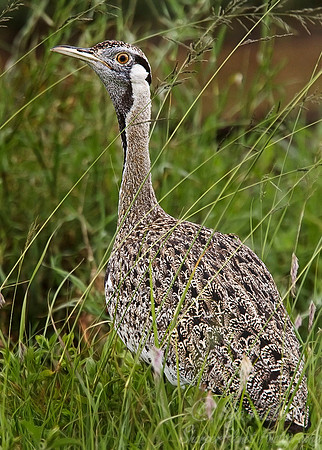 022 White-bellied Bustard - Tanzania