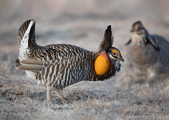 029 Greater prairie chickens (Tympanuchus cupido) - CO