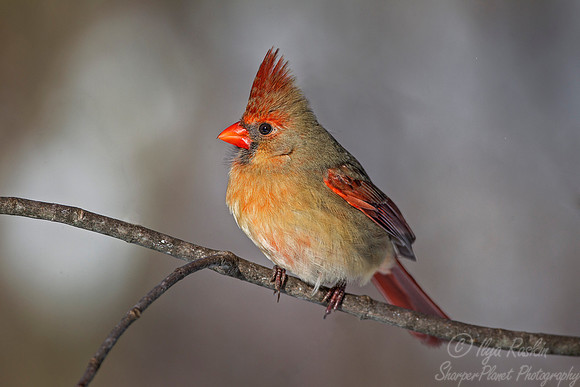 103 Northern Cardinal female (Cardinalis cardinalis) - NJ