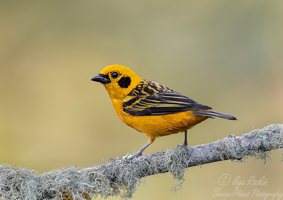 544 Golden tanager (Tangara arthus) - Colombia cloud forest