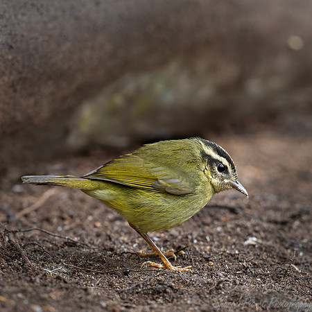 739 Three-striped warbler (Basileuterus tristriatus) - Ecuador