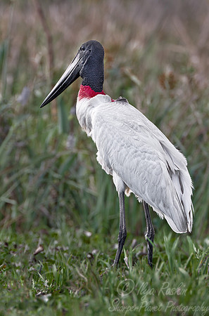 167 Jabiru Stork (Jabiru mycteria)  - Ibera Wetlands Argentina