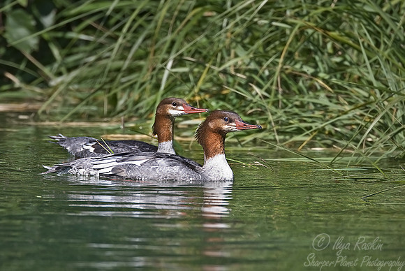 038 Common Merganser (Mergus merganser) - Katmai_AK