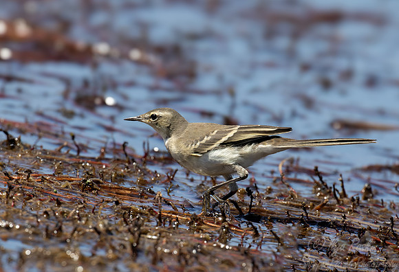 210 Cape wagtail (Motacilla capensis) - Botswana