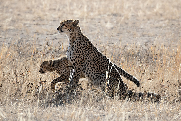 202 Cheetahs (Acinonyx jubatus) - Kgalagadi Transfrontier Park SA