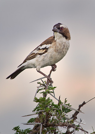 050 White-browed Sparrow Weaver (Plocepasser mahali) - Etosha namibia
