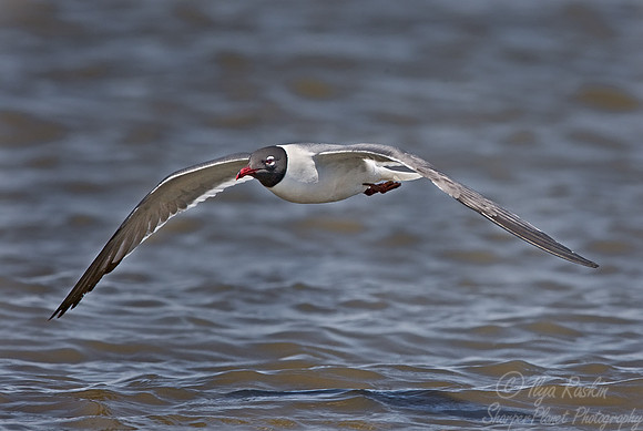 033 Laughing Gull - DE