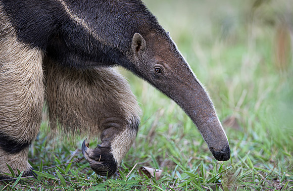 006 Giant anteater (Myrmecophaga tridactyla) - Pantanal Brazil