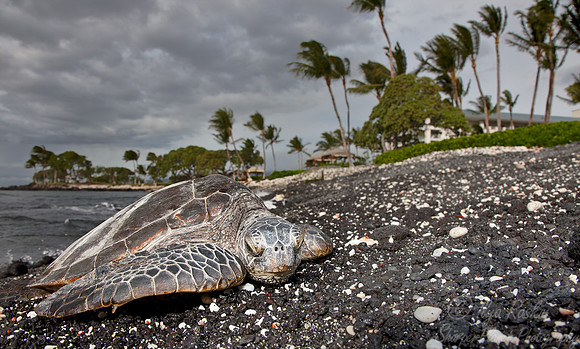 057 Green Sea Turtle (Chelonia mydas) - Big Island HI