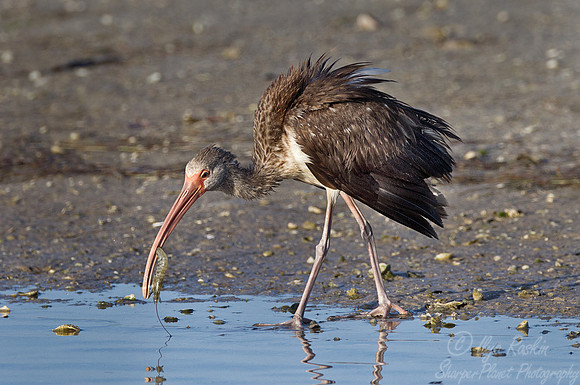 188  White Ibis - juvenile (Eudocimus albus) FL