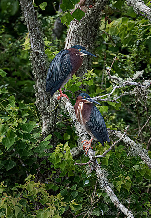 321 Green herons (Butorides virescens) - TX
