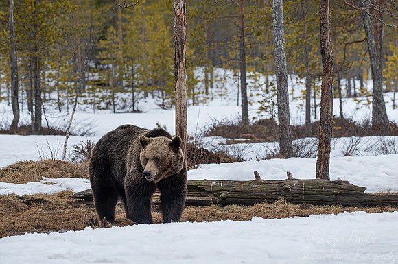 379 Eurasian brown bear (Ursus arctos arctos) - Finland