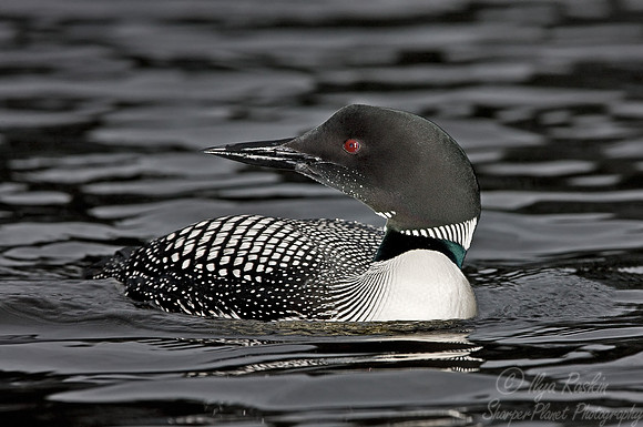 064 Common Loon - MI