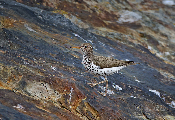 117 Spotted Sandpiper (Actitis macularius) - ME