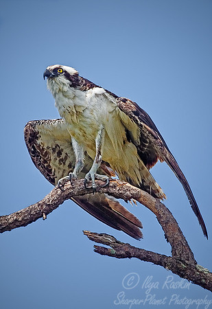 041 Osprey - FL