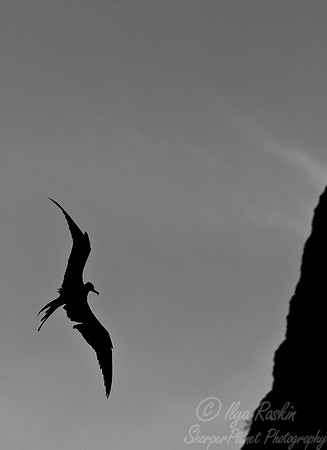 072 Magnificent Frigatebird (Fregata magnificens) Galapagos Ecuador