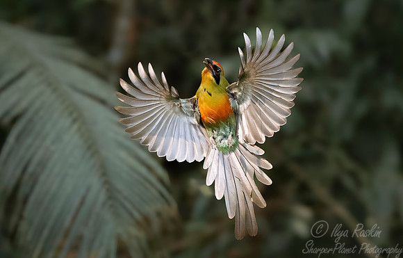 419 Rufous-capped motmot (Baryphthengus ruficapillus) - Brazil Atlantic forest