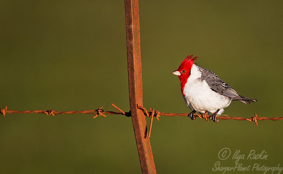 088 Red-crested Cardinal (Paroaria coronata) - Ibera Wetlands Argentina