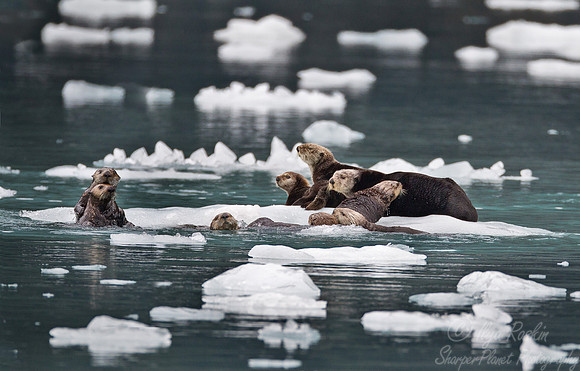 059 Sea Otter (Enhydra lutris) AK