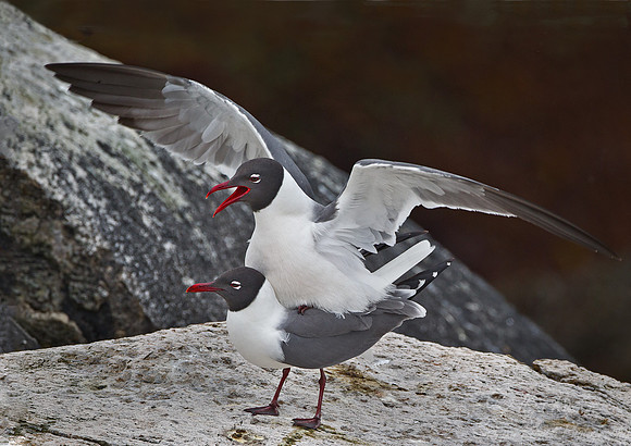112 Laughing Gull (Leucophaeus atricilla) - ME