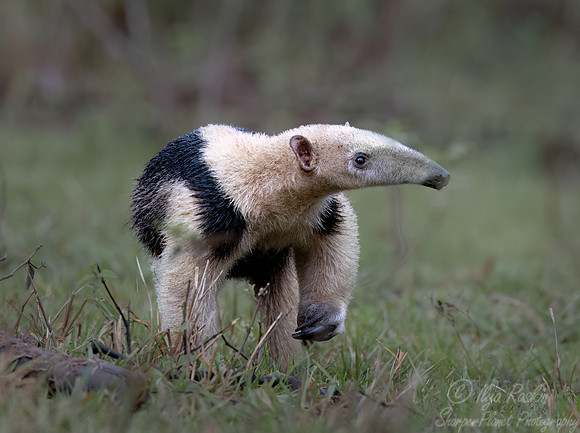 020 Tamandua or Lesser anteater - Pantanal Brazil
