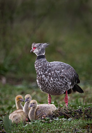 068 Southern Screamers (Chauna torquata) - Ibera Wetlands Argentina