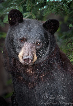 013_American Black Bear (Ursus americanus)_MN