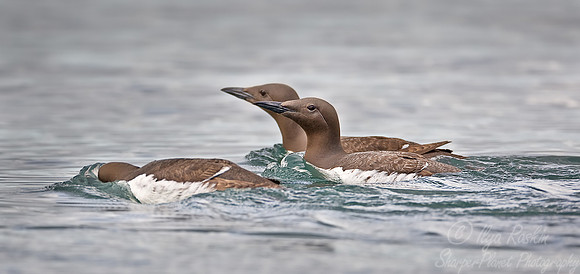 034 Common Murre (Uria aalge) - Homer AK