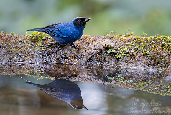 699 Masked flowerpiercer (Diglossa cyanea) - Ecuador