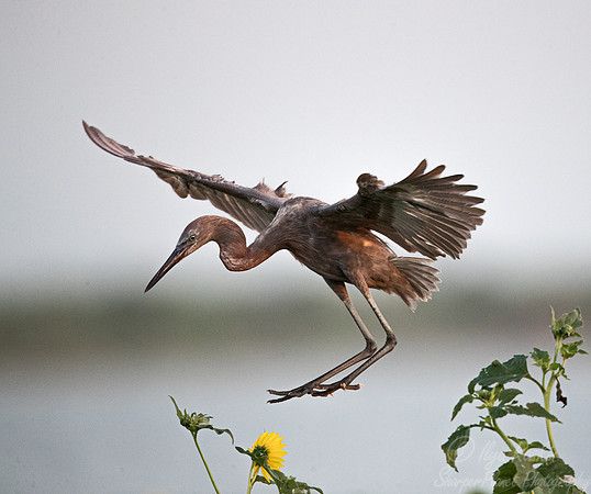 317 Reddish egret (Egretta rufescens) - TX