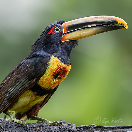 769 Collared aracari or collared araçari (Pteroglossus torquatus) - Ecuador