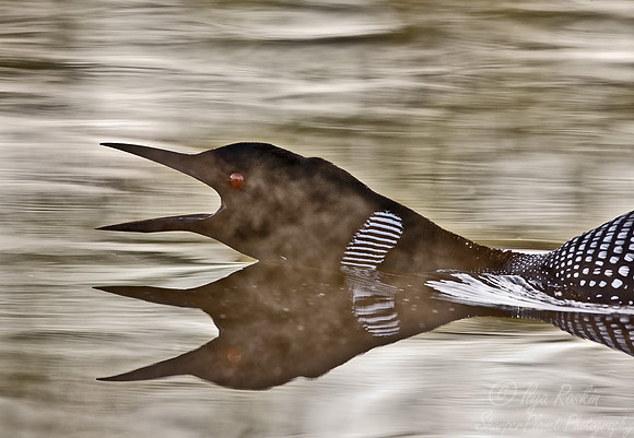 060 Common Loon - MI