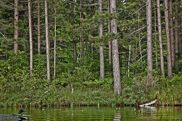 067 Common Loon - MI