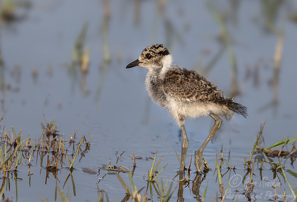 198 African jacana young (Actophilornis africanus) - Botswana