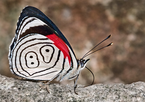 007_Eighty-nine Butterfly_Ecuador