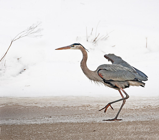 012_Great Blue Heron (Ardea herodias)_Blackwater NWR_MD