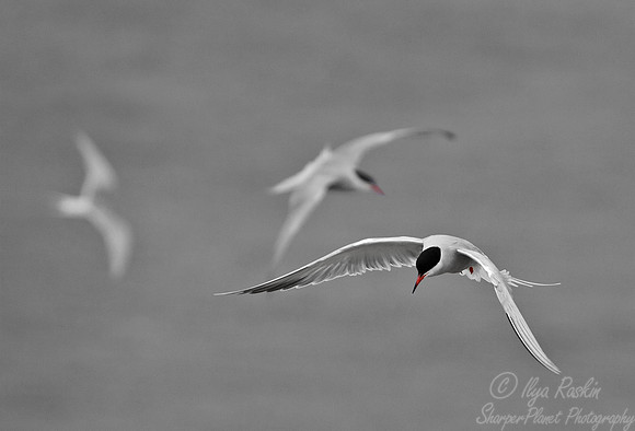 097 Common Terns (Sterna hirundo) - ME