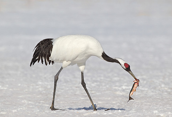069 Red-crowned Crane (Grus japonensis) - Hokkaido Japan