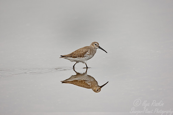 097 Dunlin (Calidris alpina) FL