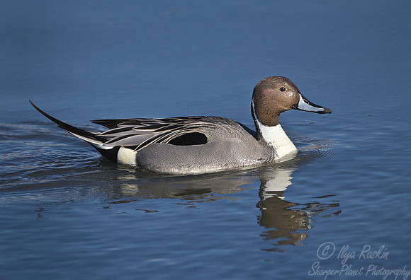 083 Northern Pintail (Anas acuta) - NJ