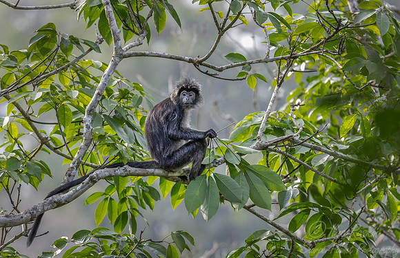 223 Silvery lutung (Trachypithecus cristatus) - Sumatra Indonesia
