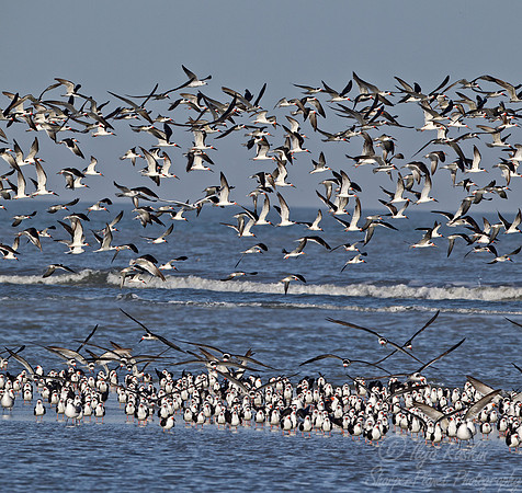 139 Black Skimmer (Rynchops niger) SC