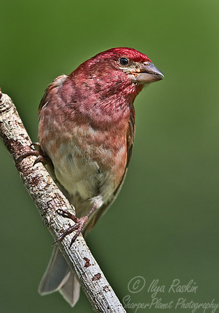 006 Purple Finch - PA