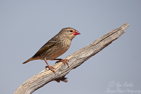 160 Red-billed quelea (Quelea quelea) - Kgalagadi Transfrontier Park SA