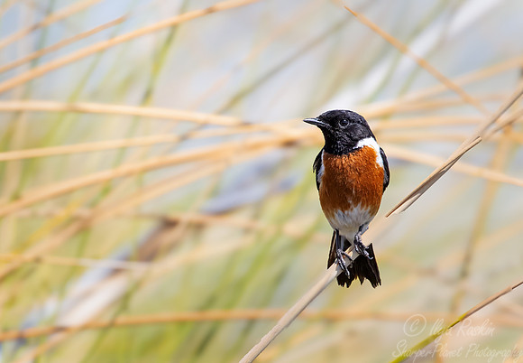 194 African or common stonechat (Saxicola torquatus) - Botswana
