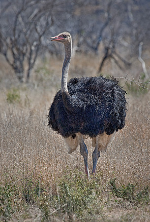 018African Ostrich  (Struthio camelus) - Madikwe - S Africa