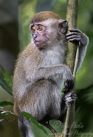 241 Crab-eating or long-tailed macaque young (Macaca fascicularis) - Sumatra Indonesia